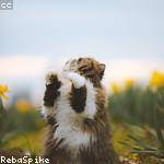 Sebastian Botsford Profile Picture